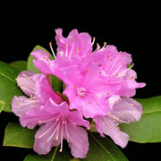 Pink Rhododendron Azalea Seeds - Flower Plant