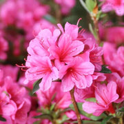 Pink Rhododendron Azalea Seeds - Flower Plant