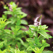 Pink United Mint Seeds, Herbal