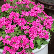 Pink Verbena Seeds