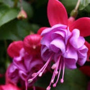 Pink & Violet Fuchsia Seeds - Flower Plant