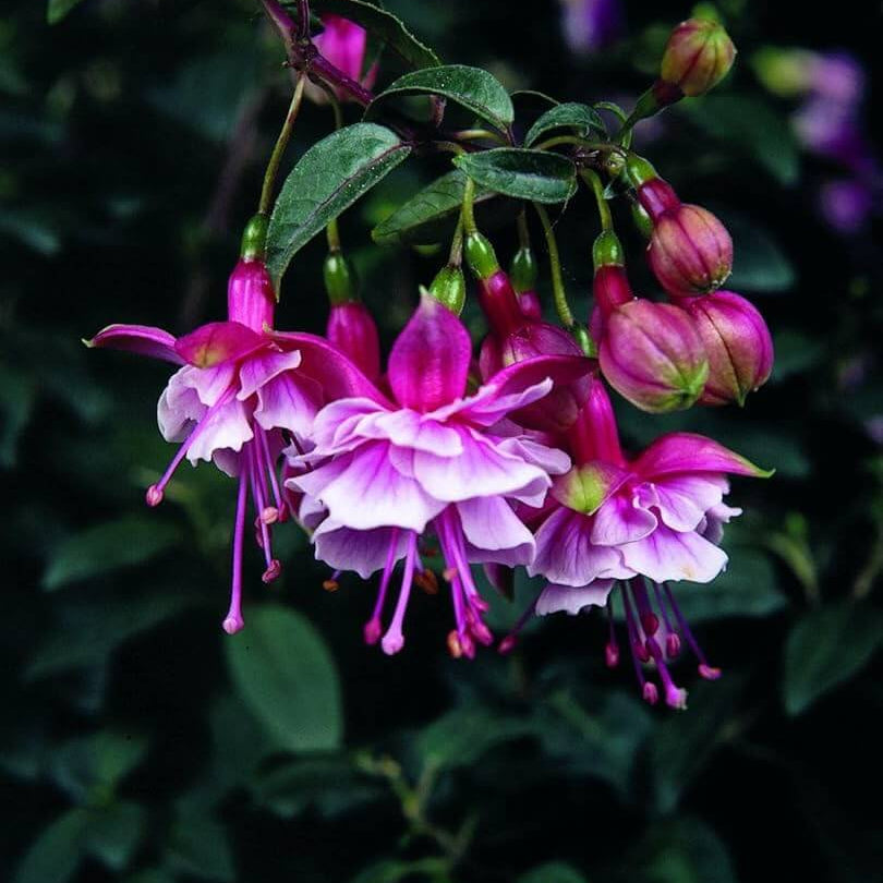 Pink & Violet Fuchsia Seeds - Flower Plant