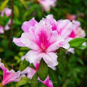 Pink White Azalea Seeds - Flower Plant