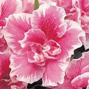 Pink White Azalea Seeds - Flower Plant
