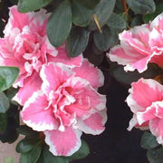 Pink White Azalea Seeds - Flower Plant