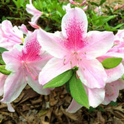 Pink White Azalea Seeds - Flower Plant