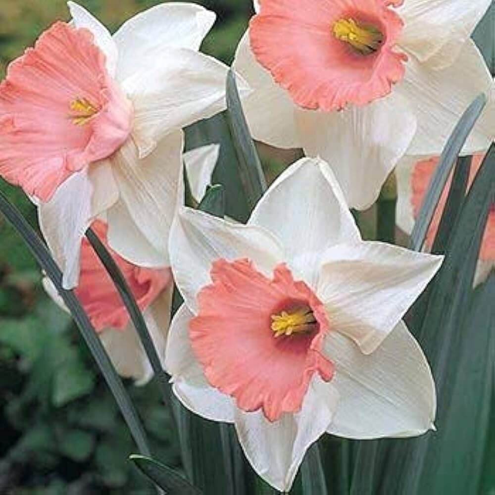 Pink White Double Narcissus Daffodil Seeds - Flower Plant