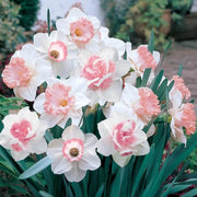 Pink White Double Narcissus Daffodil Seeds - Flower Plant