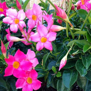 Dwarf Seeds, Mandevilla sanderi / Mandevilla hybrida Flower Seeds