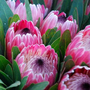 Pink White Protea Seeds