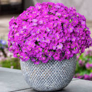 Pink & White Rock Cress Seeds, Herbal