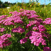 Pink Yarrow Seeds