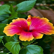 Pink Yellow Hibiscus Seeds