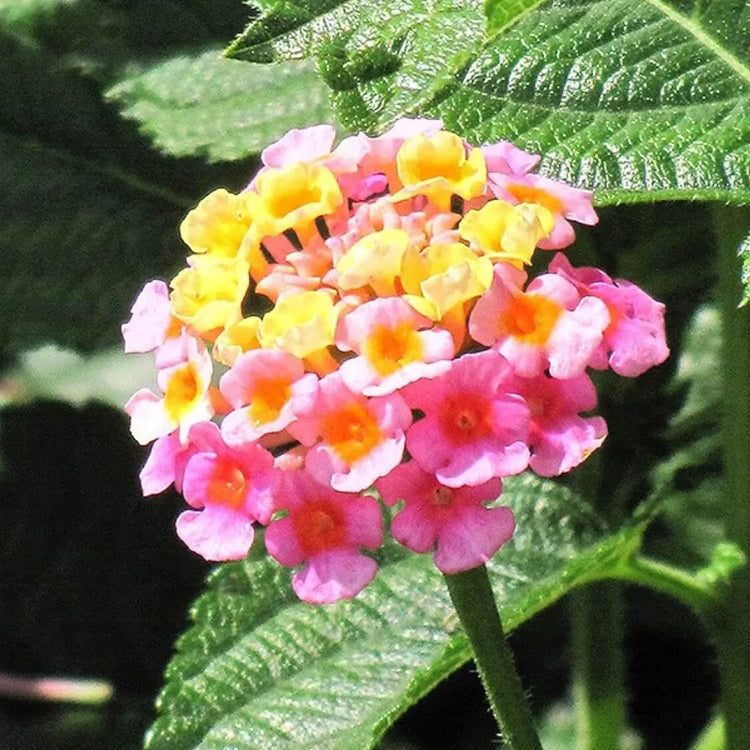 Pink Yellow Lantana Seeds - Flower Plant