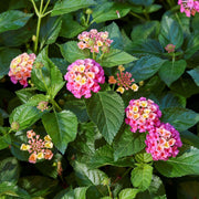 Pink Yellow Lantana Seeds - Flower Plant