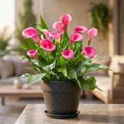 Pink Zentedeschia calla lily Seeds
