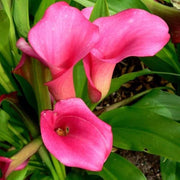 Pink Zentedeschia calla lily Seeds