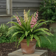 Pink and Green Fern Seeds - Flower Plant
