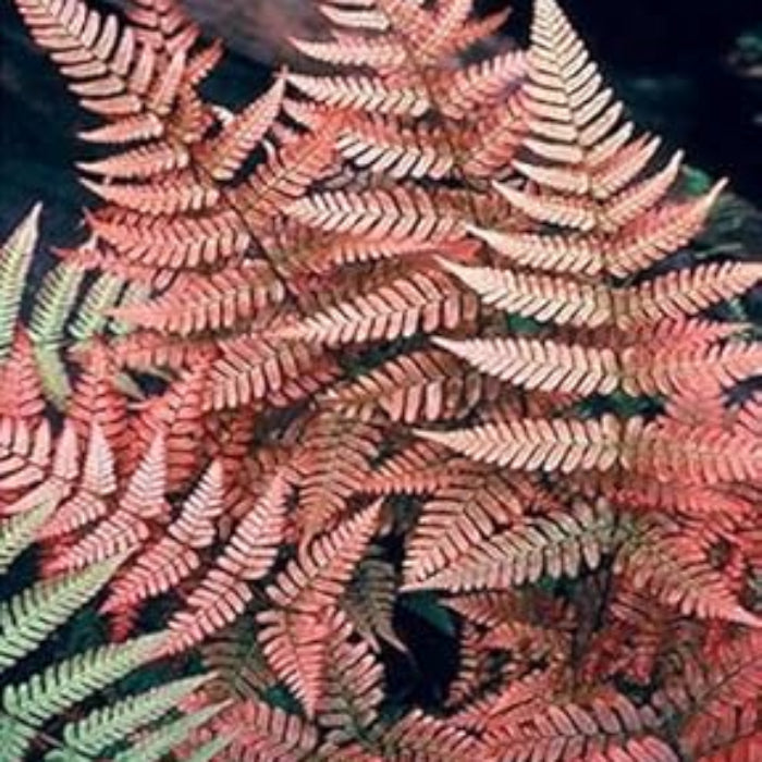 Pink and Green Fern Seeds - Flower Plant