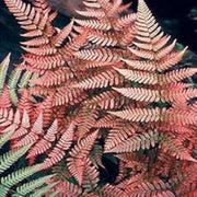Pink and Green Fern Seeds - Flower Plant
