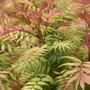 Pink and Green Fern Seeds - Flower Plant