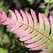 Pink and Green Fern Seeds - Flower Plant