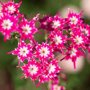 Pink and White Cutting Phlox Seeds