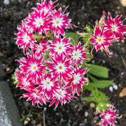 Pink and White Cutting Phlox Seeds