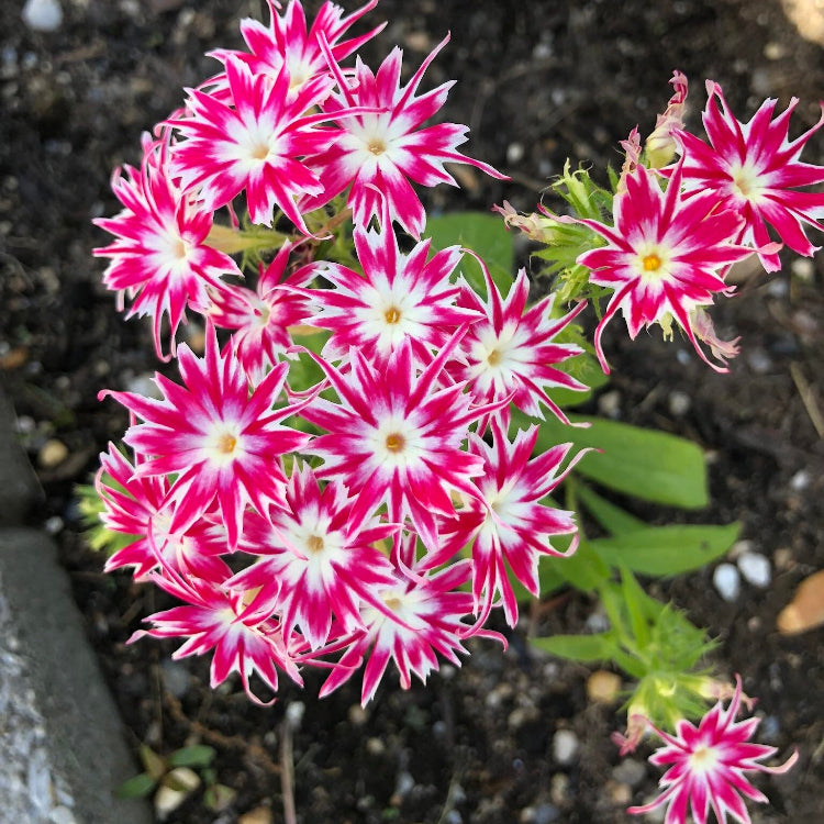 Pink and White Cutting Phlox Seeds