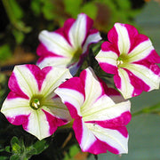 Pink and White Petunia Seeds