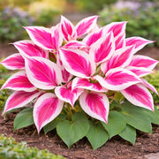 Pink and White Hosta Seeds