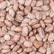 Pinto Bean Seeds