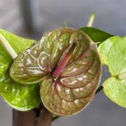 Pista Green anthurium Seeds