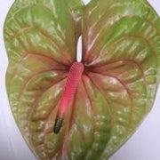 Pista Green anthurium Seeds