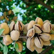 Pista Badam Pistachio Seeds