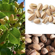 Pista Badam Pistachio Seeds