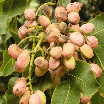 Tree Pistachio Seeds