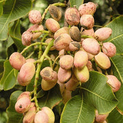 Tree Pistachio Seeds