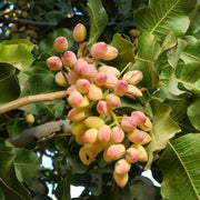 Tree Pistachio Seeds
