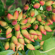 Tree Pistachio Seeds