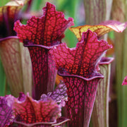 Pitcher Seeds