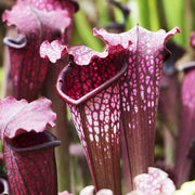 Pitcher Seeds