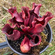 Pitcher Seeds