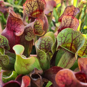 Pitcher Seeds