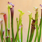 Pitcher Seeds