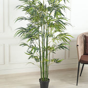 Bamboo Seeds – Bambusoideae spp.