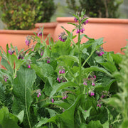 Comfrey Seeds – Symphytum officinale