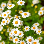Feverfew Seeds – Tanacetum parthenium