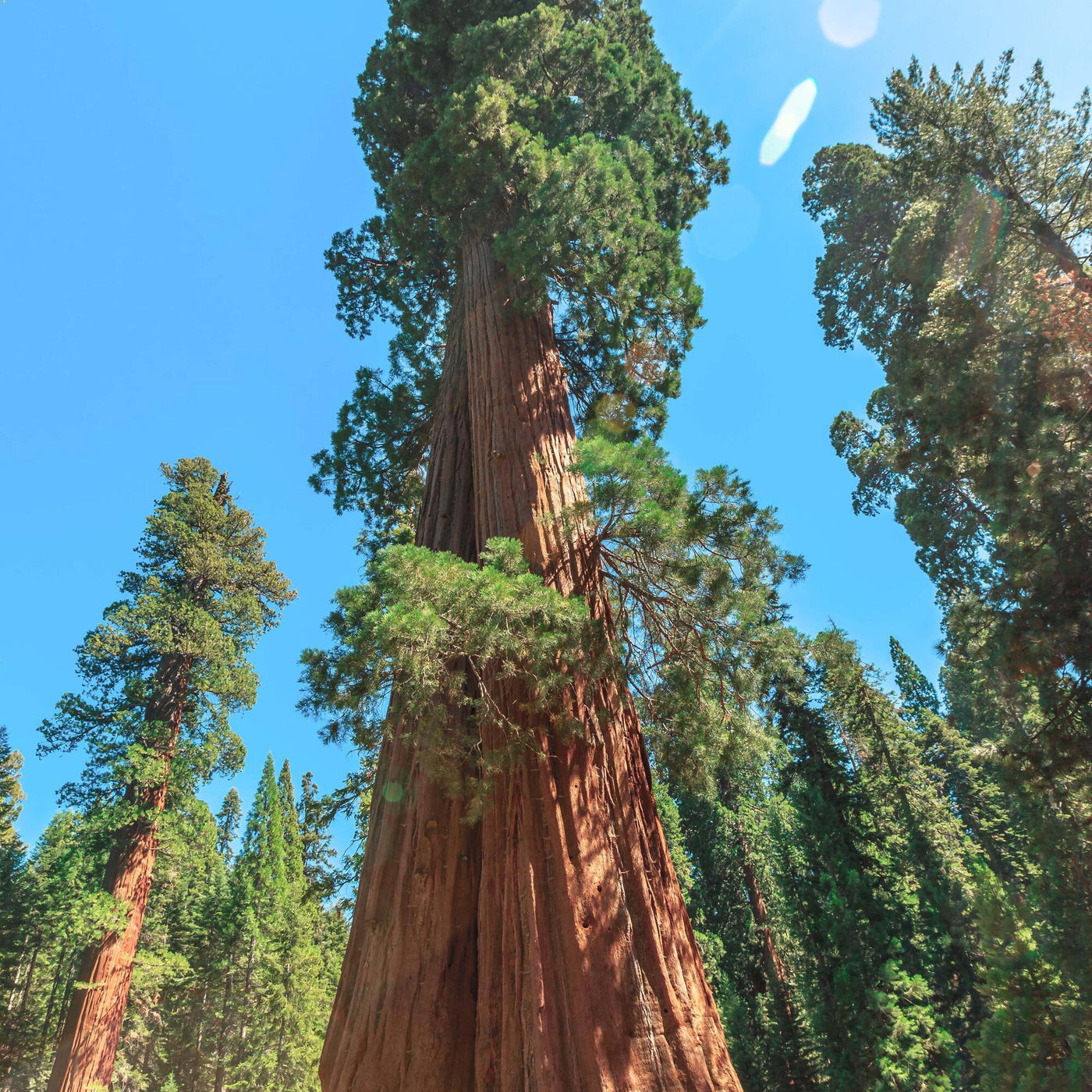 Giant Sequoia Seeds – Sequoiadendron giganteum