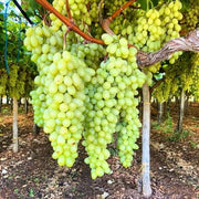 Grape Seeds – Vitis vinifera